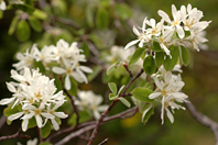 Amelanchier ovalis